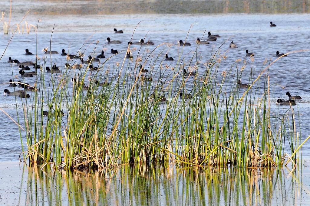 fauna oasi lago salso