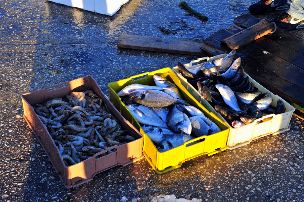 pescato sul porto di manfredonia