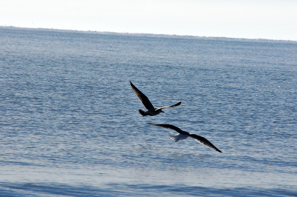 Gabbiani in volo