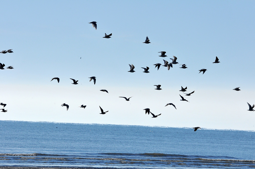 gabbiani in volo