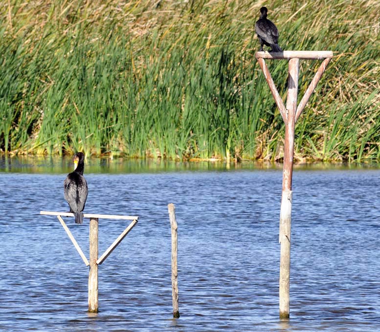 fauna oasi lago salso