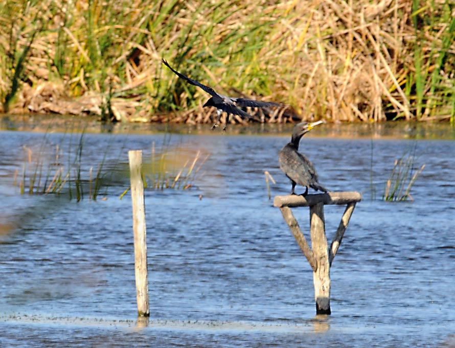 fauna oasi lago salso