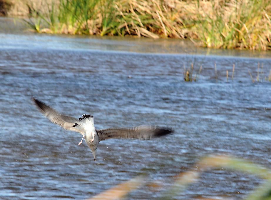 fauna oasi lago salso