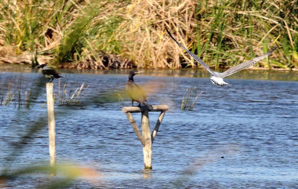 fauna oasi lago salso