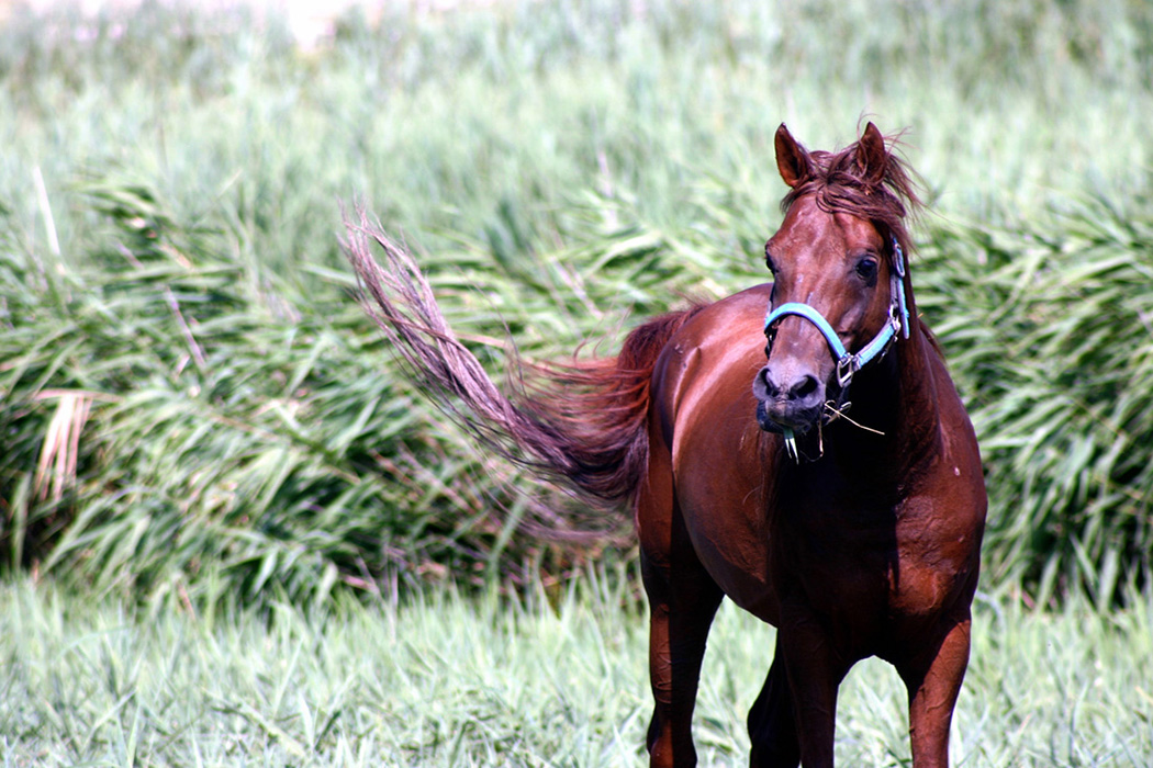 Cavallo