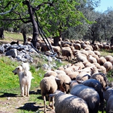 passeggiata in campagna foto 017